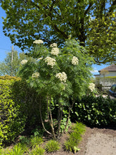 Sorbus 'Dodong' - Rowan 'Olympic Flame'