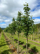 Sorbus x thuringiaca 'Fastigiata' - Lollipop Whitebeam Hybrid