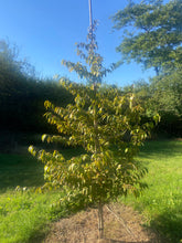 Stewartia pseudocamellia 'Koreana' - Korean Stewartia