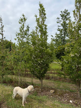 Styrax japonicus 'June Snow' - Japanese Snowbell 'June Snow'