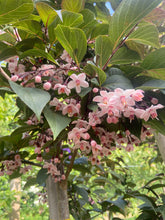 Styrax japonicus 'Purple Haze' - Japanese Snowbell 'Purple Haze'
