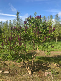 Syringa vulgaris 'Michel Buchner' - Lilac 'Michel Buchner'