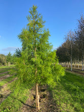 Taxodium distichum 'Shawnee Brave' - Bald Cypress 'Shawnee Brave'