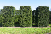Taxus baccata - English Yew