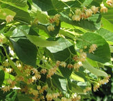 Tilia americana 'Nova' - American Lime 'Nova'