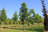 Tilia petiolaris - Weeping Lime