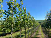 Tilia americana 'American Sentry' - American Lime 'American Sentry'