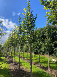 Tilia cordata 'Roelvo' - Small-leaf Lime 'Roelvo'