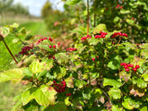 Viburnum opulus - Guelder Rose