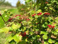 Viburnum opulus - Guelder Rose