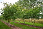 Zelkova serrata - Japanese Zelkova (Elm Type)