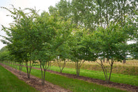 Zelkova serrata - Japanese Zelkova (Elm Type)