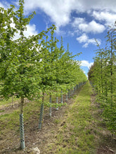 Acer campestre 'Elsrijk' - Field Maple