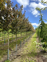 Acer campestre 'Red Shine' - Field Maple
