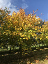 Acer cappadocicum 'Aureum' - Golden Cappadocian Maple