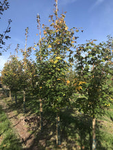 Acer cappadocicum 'Rubrum' - Caucasian Maple