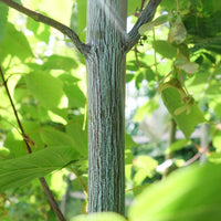 Acer davidii Viper 'Mindavi'