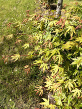Acer palmatum - Japanese Maple