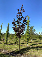 Acer platanoides 'Crimson King' - Norway Maple