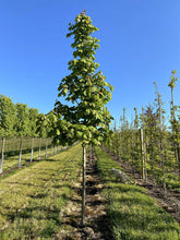 Acer platanoides 'Emerald Queen' - Norway Maple