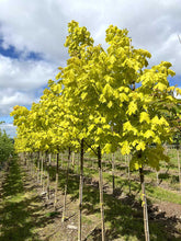 Acer platanoides 'Princeton Gold' - Norway Maple