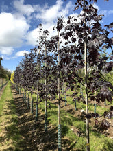 Acer platanoides - Norway Maple 'Royal Red'