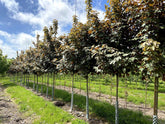 Acer pseudoplatanus 'Spaethii' - Purple Sycamore