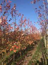 Acer rubrum 'October Glory' - Red Maple