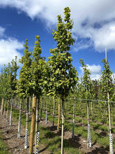Acer tataricum 'Hot Wings' - Tatarian Maple