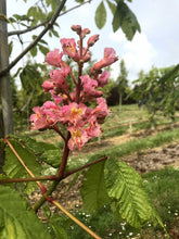 Aesculus X carnea 'Briotii' - Red Horse Chestnut