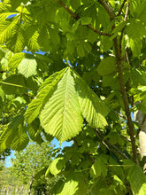 Aesculus hippocastanum 'Baumannii' - Double-flowered Horse Chestnut