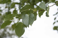 Alnus cordata - Italian Alder
