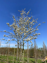 Amelanchier lamarckii - Juneberry