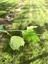 Betula pendula 'Youngii' - Weeping Silver Birch