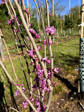 Cercis chinensis 'Avondale' - Chinese Redbud 'Avondale'