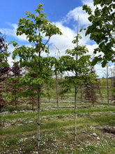 Cornus controversa - Wedding Cake Tree