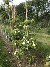 Cornus kousa 'Milky Way' - Chinese Dogwood 'Milky Way'
