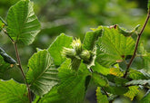 Corylus avellana - Hazel