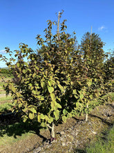 Davidia involucrata - Handkerchief Tree