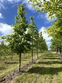 Fagus sylvatica - Common Green Beech