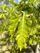 Fagus sylvatica 'Aspleniifolia' - Fern-leaved Beech