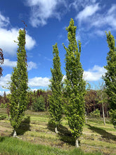 Fagus sylvatica 'Dawyck' - Upright Green Beech