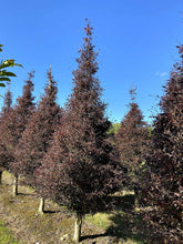 Fagus sylvatica 'Rohanii' - Cut-leaf Purple Beech