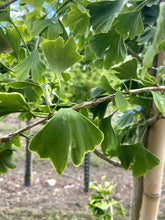 Ginkgo biloba - Ginkgo Maidenhair