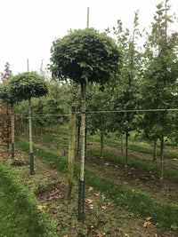 Liquidambar styraciflua 'Gum Ball' - Sweet Gum 'Gum Ball'
