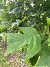 Liriodendron tulipifera 'Fastigiatum' - Upright Tulip Tree