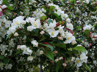 Malus toringo 'Brouwers Beauty' - Crab Apple 'Brouwers Beauty'