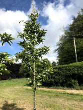 Mespilus germanica 'Bredase Reus' - Medlar 'Bredase Reus'