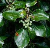 Nyssa sylvatica - Black Tupelo Tree