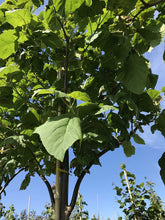 Paulownia tomentosa - Foxglove Tree
